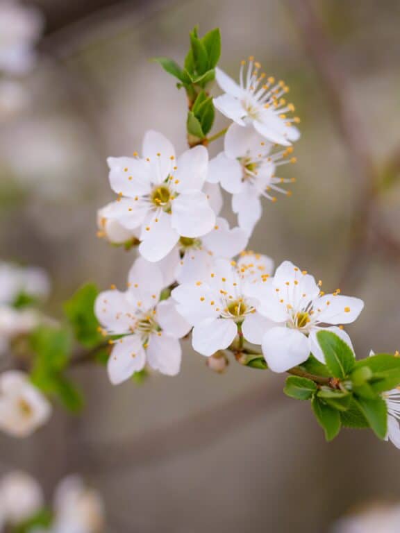 L'eau de fleur d'oranger pour avoir la peau douce