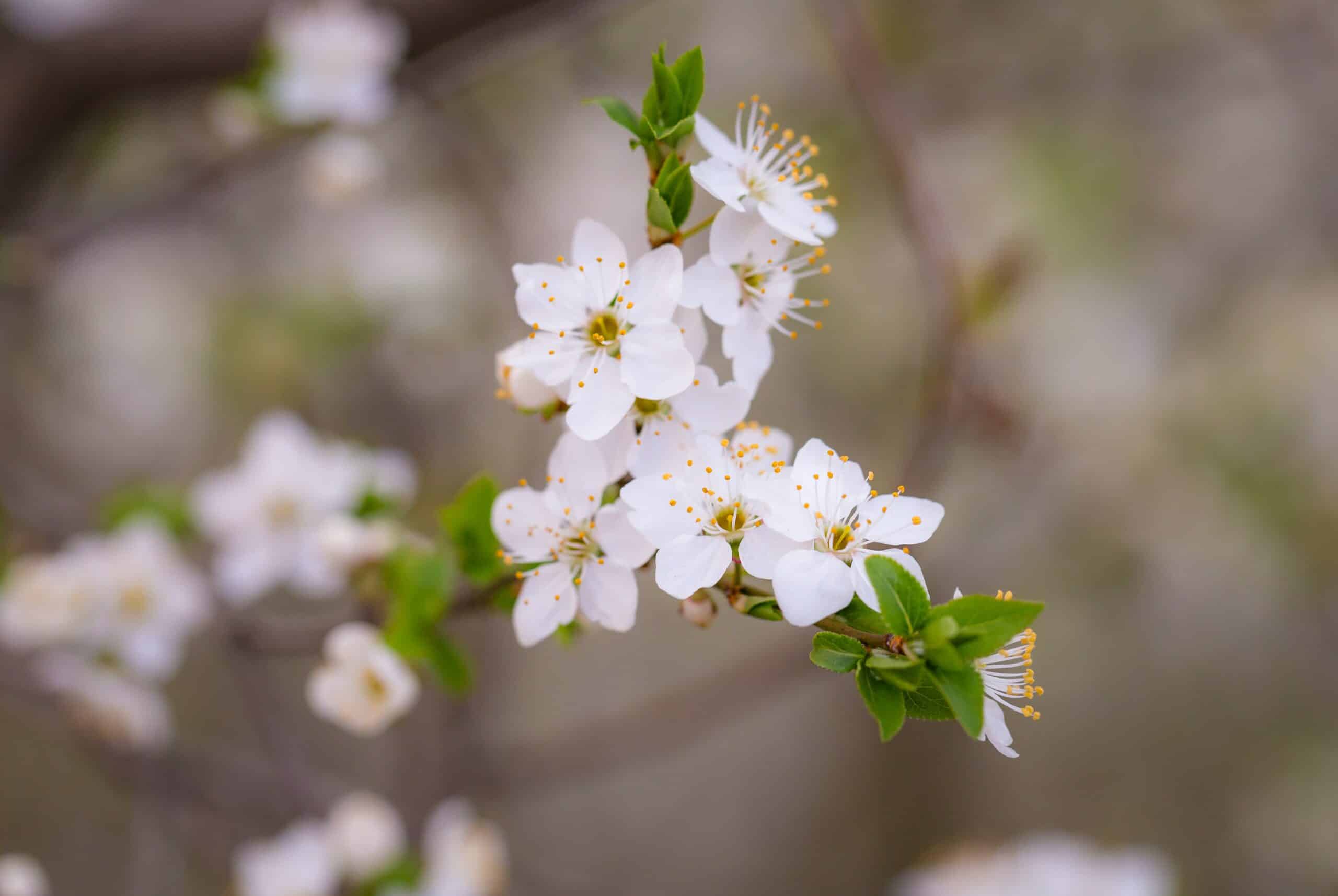 Eau de fleur d’oranger : quels bienfaits pour le visage ?